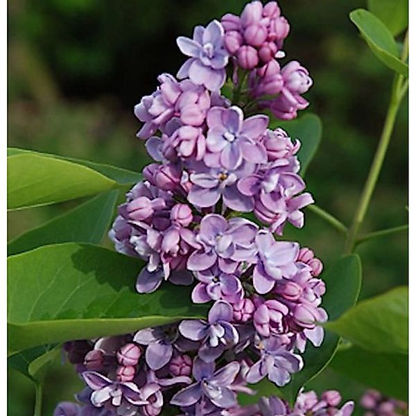 Hochstamm Edelflieder Paul Thirion 100-125cm - Syringa vulgaris günstig online kaufen