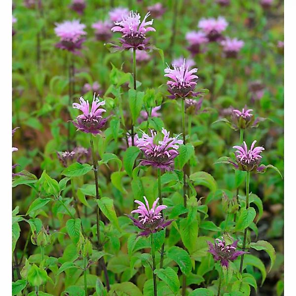 Indianernessel Elsies Lavander - Monarda fistulosa günstig online kaufen