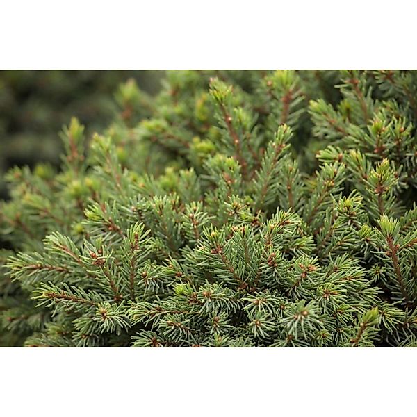 Picea Glauca Echiniformis Zwergfichte Kompakt 30–40 cm günstig online kaufen