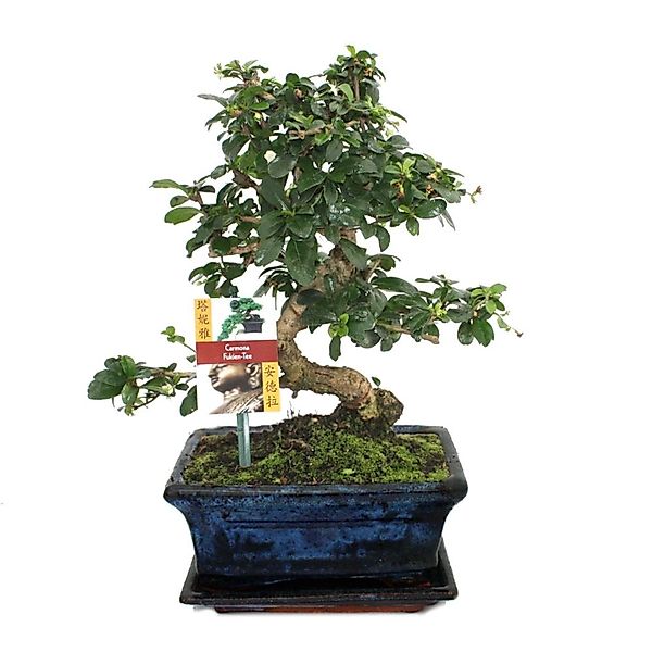 Exotenherz Zimmerpflanze Bonsai Fukientee - Carmona microphylla - ca. 8 Jah günstig online kaufen