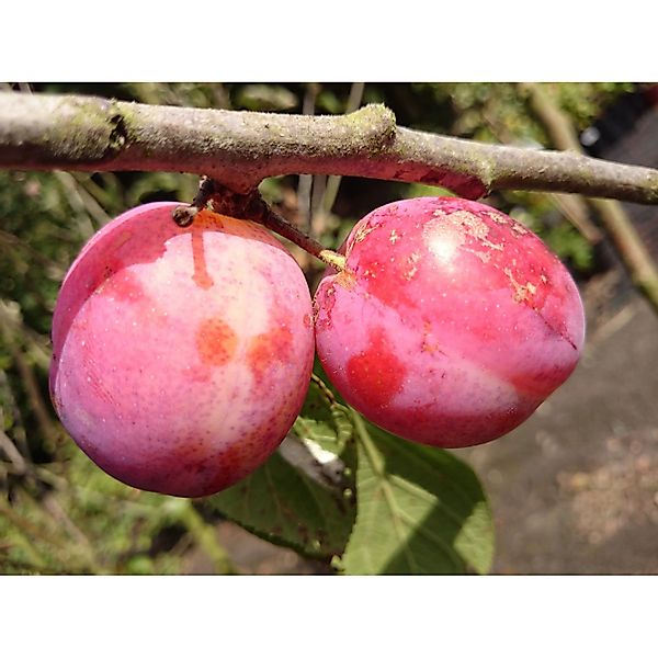 Zwetsche Königin Viktoria 100 - 120 cm Prunus domestica günstig online kaufen