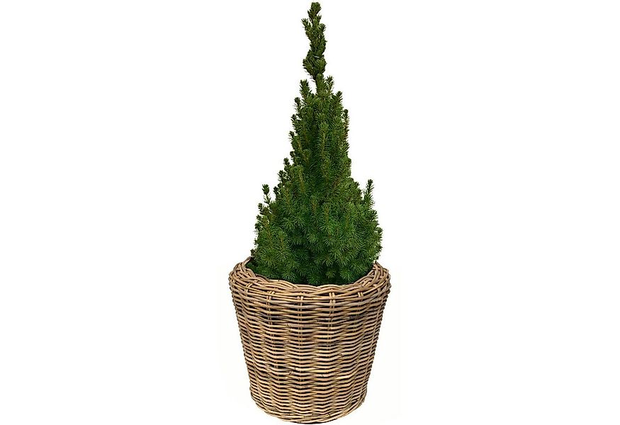 Van der Leeden Blumentopf Blumenkorb Pflanzkorb Topf 46x44cm Rattan Weide S günstig online kaufen