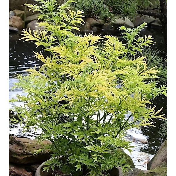 Gelblaubiger Säulen Holunder Golden Tower 125-150cm - Sambucus nigra günstig online kaufen