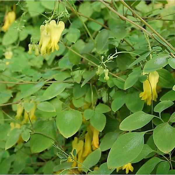 Gelbe kletternde Herzblume - Dicentra scandens günstig online kaufen