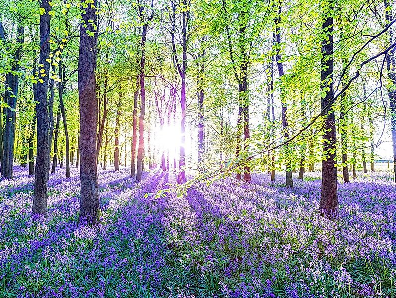 Levandeo® Leinwandbild, Leinwandbild 80x60cm Wald Natur günstig online kaufen