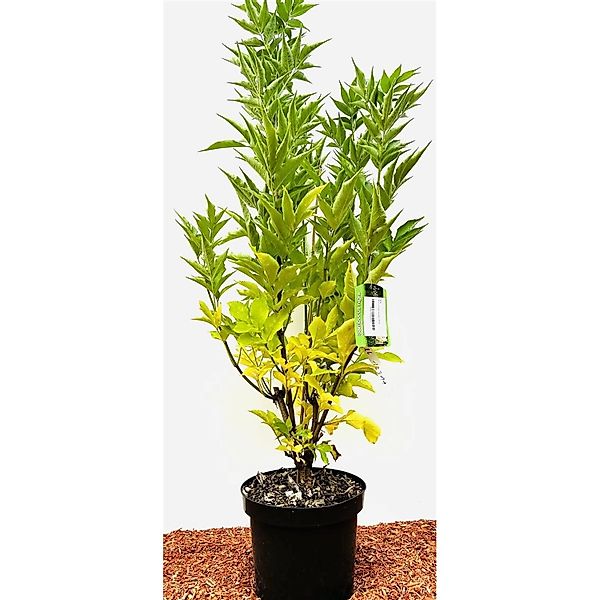 Sambucus Nigra Obelisk Schwarzer Holunder 60–80 cm Säulenförmig günstig online kaufen