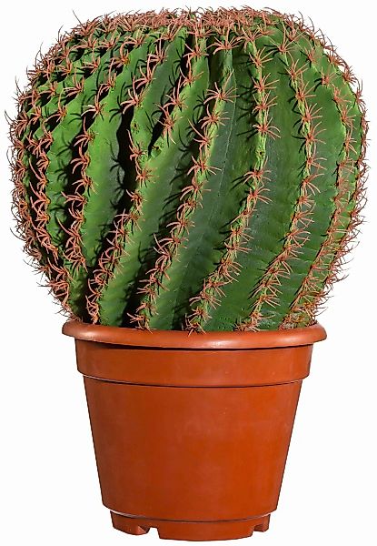 Creativ green Kunstpflanze "Kaktus Echino" günstig online kaufen