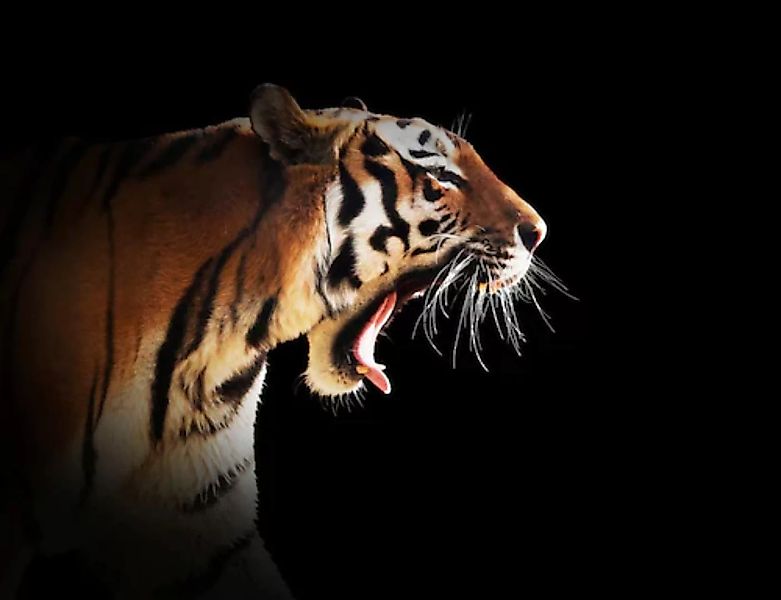 Papermoon Fototapete »Brüllender Tiger« günstig online kaufen