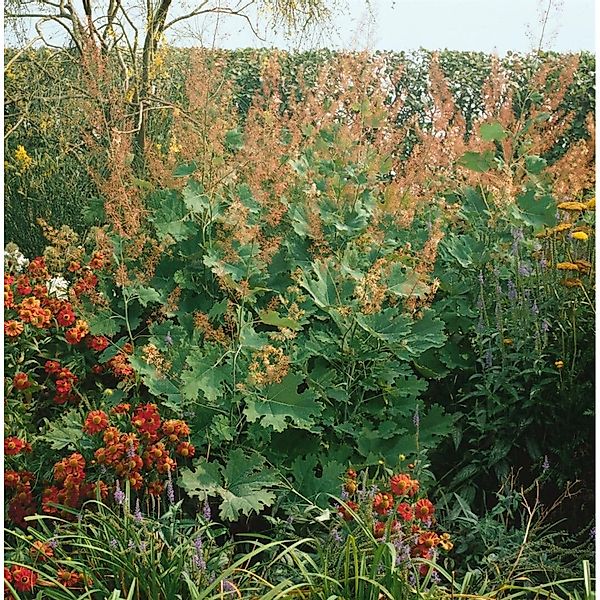 Macleaya Microcarpa Kelway's Coral Plume Ca. 11x11 cm Topf günstig online kaufen