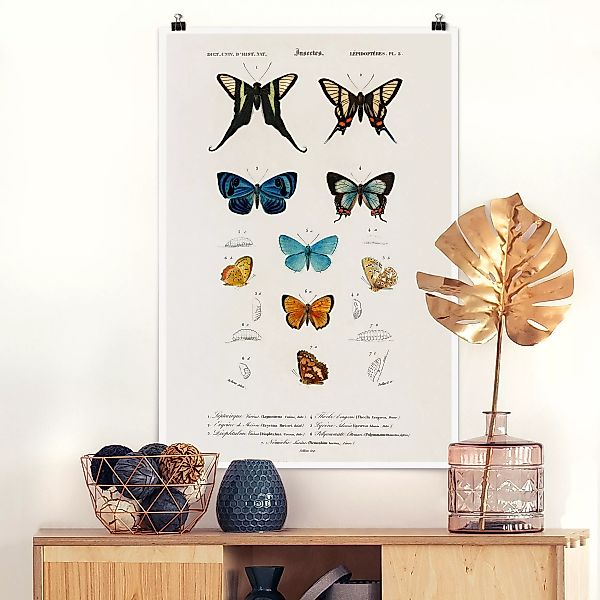 Poster Vintage Lehrtafel Schmetterlinge I günstig online kaufen