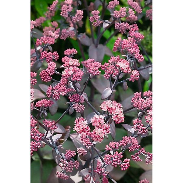 Sedum Telephium Xenox R Fette Henne Ca. 11x11 cm Topf günstig online kaufen