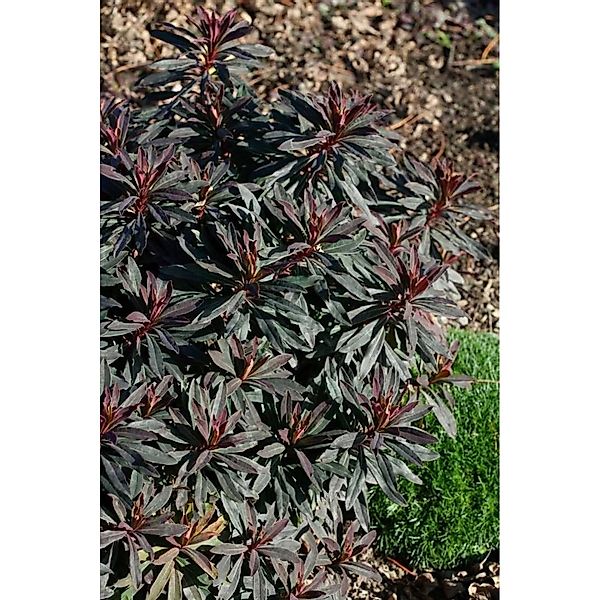 Euphorbia Dulcis Chameleon Süße Wolfsmilch Ca. 9x9 cm Topf günstig online kaufen