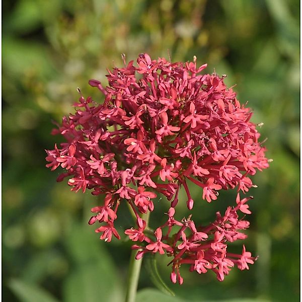 Spornblume Coccineus - Centranthus ruber günstig online kaufen