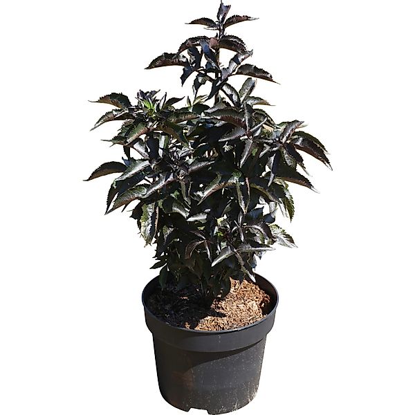 Holunder Black Tower Höhe ca. 40 - 50 cm Topf ca. 6 l günstig online kaufen
