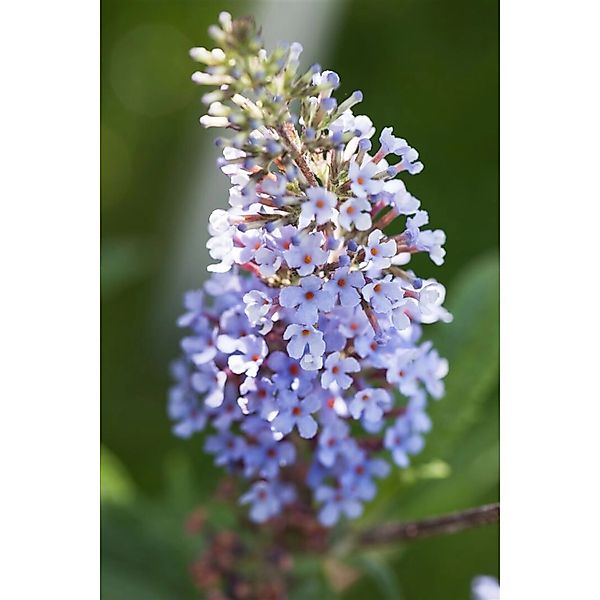 Buddleja Davidii Schmetterlingsstrauch Sky Blue 40-60 cm günstig online kaufen