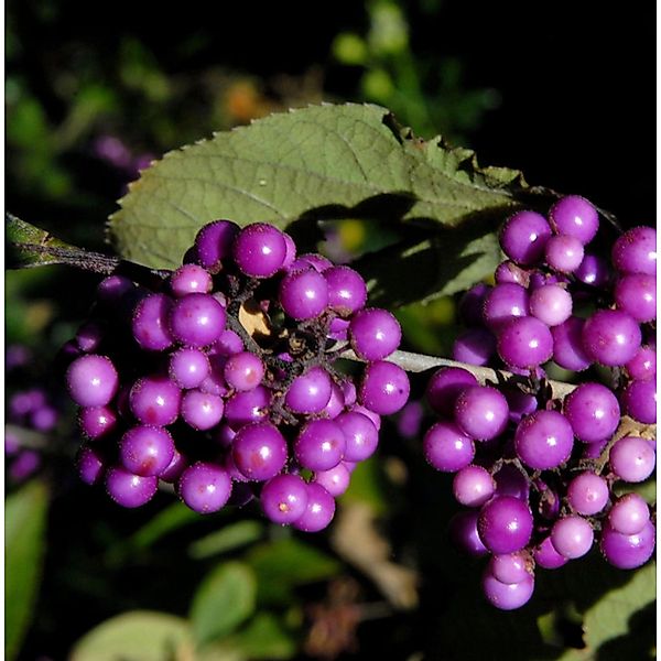 Liebesperlenstrauch Schönfrucht Imperial Pearl 40-60cm - Callicarpa bodinie günstig online kaufen