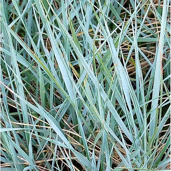 Magellan Blaugras - Agropyron magellanicum günstig online kaufen