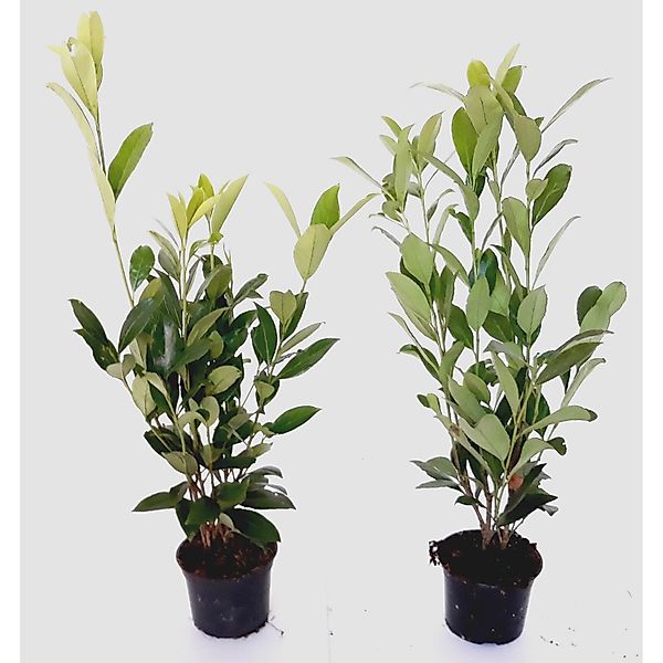Pflanzen-Boering 20 Prunus Caucasica Höhe 40-50 cm Kirschlorbeer-Pflanzen günstig online kaufen