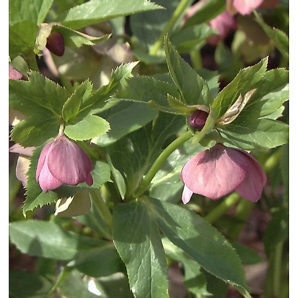 Christrose Lenzrose Red Spotted - Helleborus orientalis günstig online kaufen