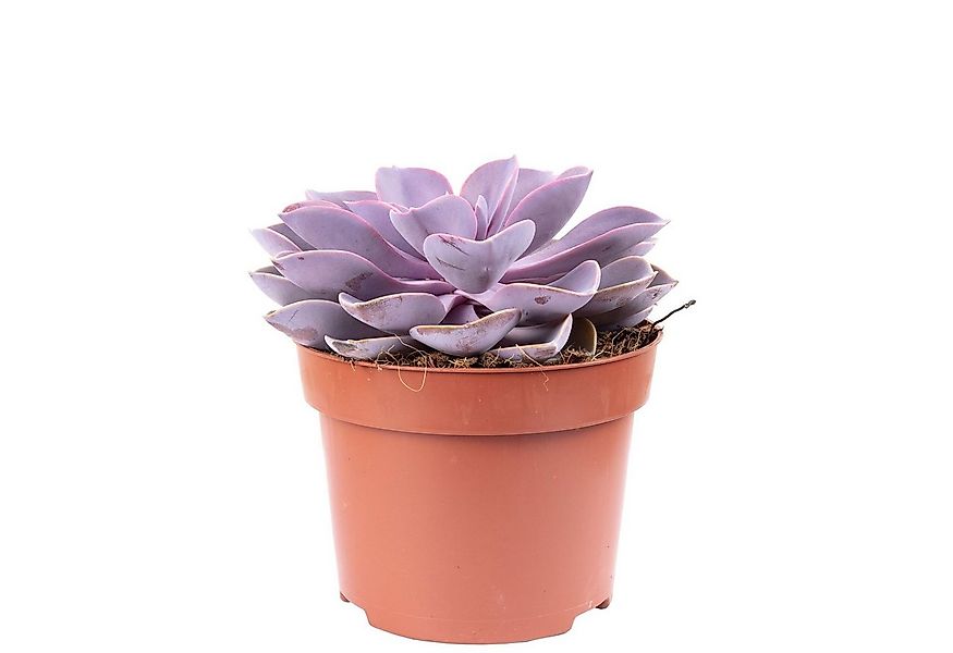 Flowerbox Zimmerpflanze Echeverie - Echeveria purple pearl, - Höhe ca. 15 c günstig online kaufen