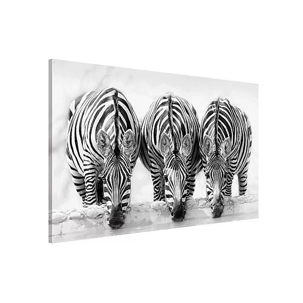Magnettafel Tiere - Querformat 3:2 Zebra Trio schwarz-weiß günstig online kaufen
