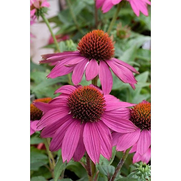 Pflanzen für Dich Staude Echinacea purpurea PowWow Wild Berry, 1 St., Purpu günstig online kaufen