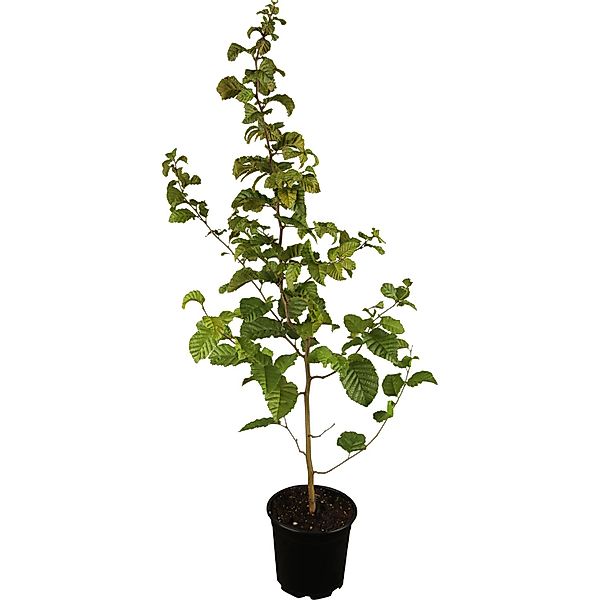 Hainbuche Grün Höhe ca. 60 - 80 cm Topf ca. 2 l Carpinus betulus günstig online kaufen