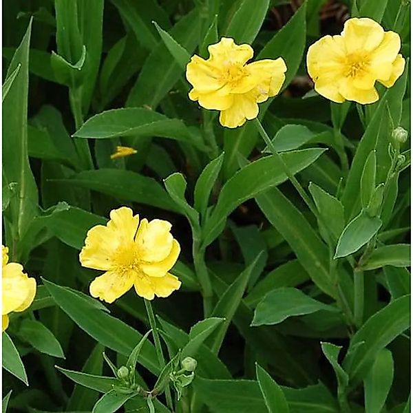 Sumpfhahnenfuß - Ranunculus,ingua günstig online kaufen