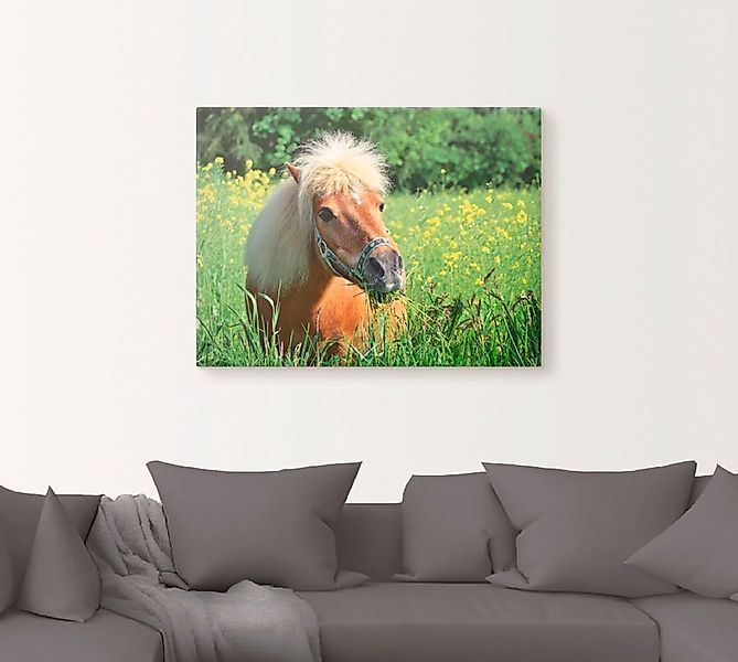 Artland Wandbild »Shetland Pony«, Haustiere, (1 St.), als Leinwandbild, Wan günstig online kaufen
