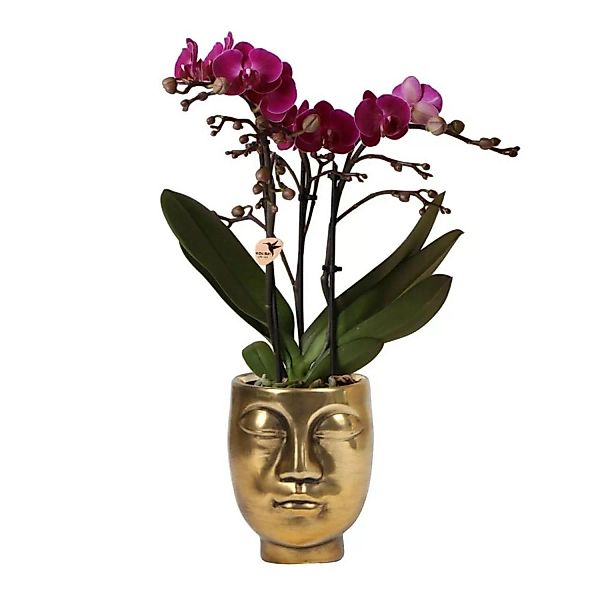 Kolibri Orchids Lila Phalaenopsis Orchidee Morelia & Face to Face Dekorativ günstig online kaufen