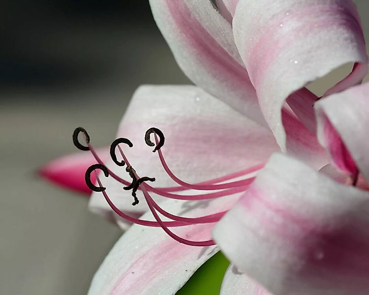 Fototapete "Exotic Lily" 4,00x2,50 m / Strukturvlies Klassik günstig online kaufen