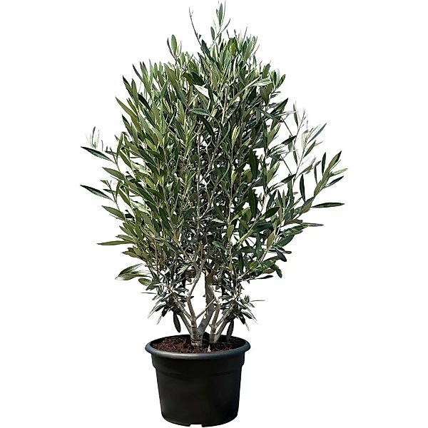 Sunny-Tree  Olivenbaum Olea Europaea In Strauchform Höhe 140-160 Cm Inkl. T günstig online kaufen