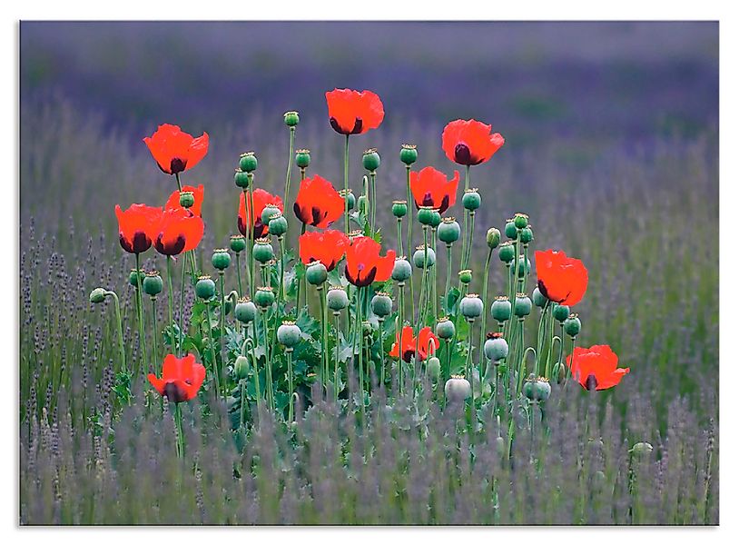 Artland Küchenrückwand »Lavendelfarm in Sequim - Mohnblumen«, (1 tlg.), Alu günstig online kaufen