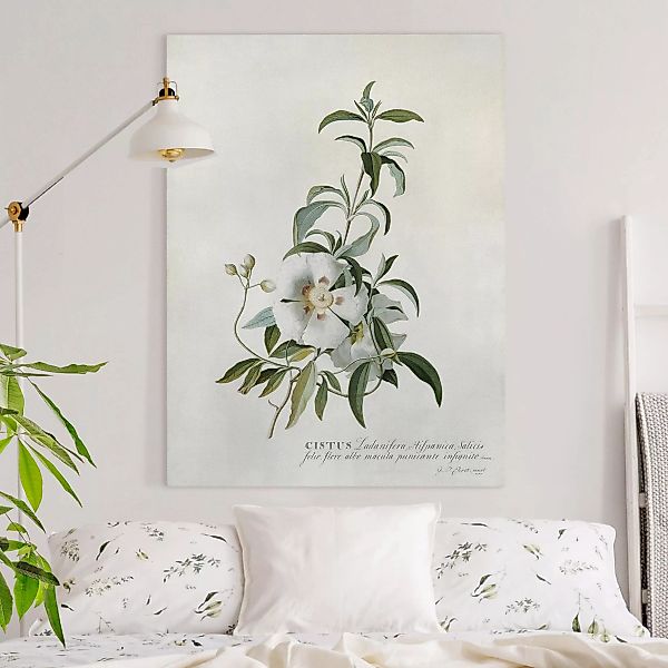 Leinwandbild Blumen - Hochformat Georg Dionysius Ehret - Zistrose günstig online kaufen