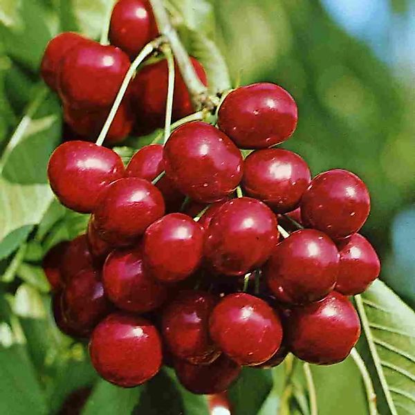 Süßkirsche Sunburst selbstfruchtbar 100 - 120 cm Prunus avium günstig online kaufen
