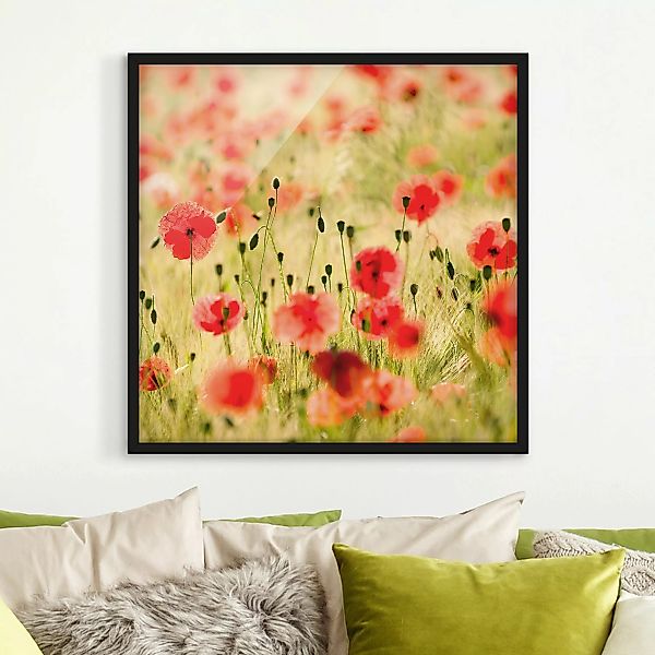 Bild mit Rahmen Blumen - Quadrat Summer Poppies günstig online kaufen