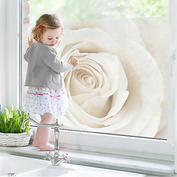 Fensterfolie Pretty White Rose günstig online kaufen