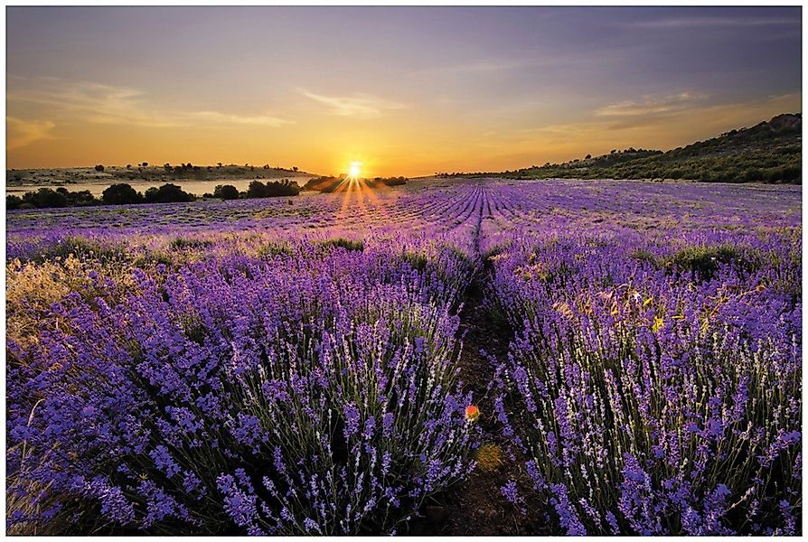 Wallario Glasbild, Sonnenuntergang über dem Lavendel, günstig online kaufen