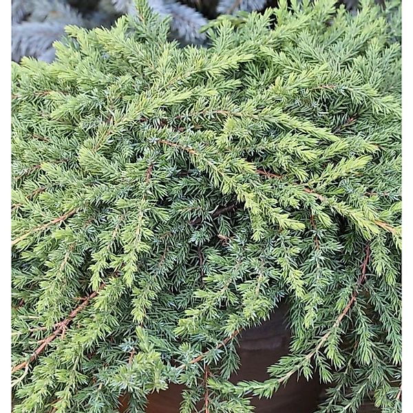 Grüner Kriechwacholder Green Mantle 10-15cm - Juniperus squamata günstig online kaufen