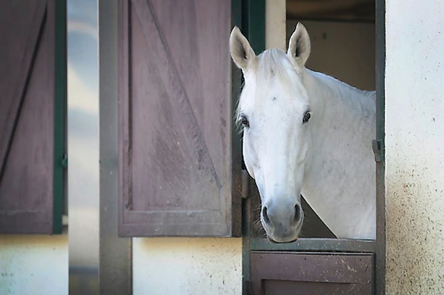 Papermoon Fototapete »PFERD-TIERE PFERDE PFERDEKOPF PONY WANDTAPETE WANDDEK günstig online kaufen