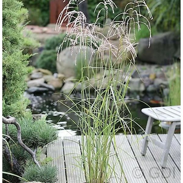 Chinaschilf Champagner - Miscanthus sinensis günstig online kaufen