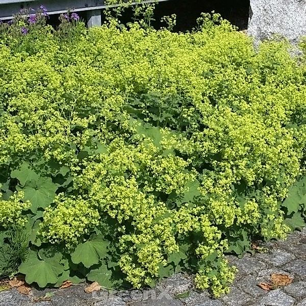 Frauenmantel Irish Silk - großer Topf - Alchemilla mollis günstig online kaufen