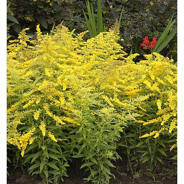 Zwerg-Goldrute Goldzwerg - Solidago virgaurea günstig online kaufen