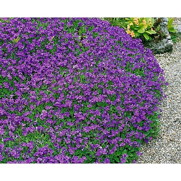 Aubrieta X Cult. Hamburger Stadtpark Blaukissen Ca. 9x9 cm Topf günstig online kaufen