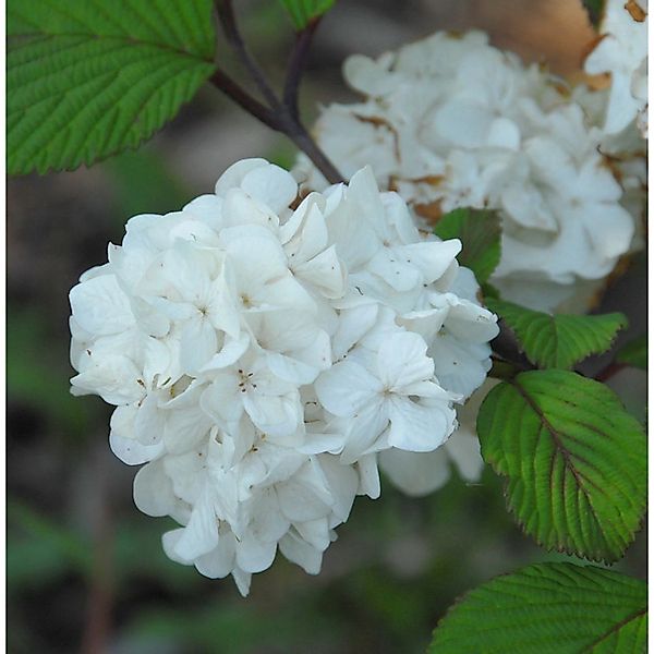 Etagen Schneeball Newport 30-40cm - Viburnum plicatum günstig online kaufen