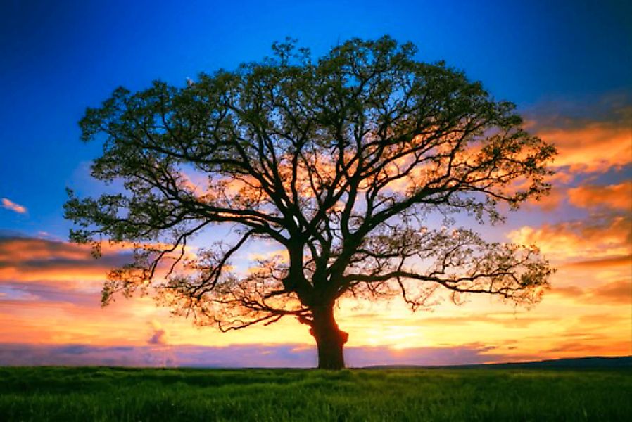 Papermoon Fototapete »Baum in Landschaft« günstig online kaufen