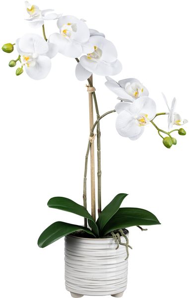 Kunstorchidee Orchidee Phalaenopsis Orchidee, Creativ green, günstig online kaufen