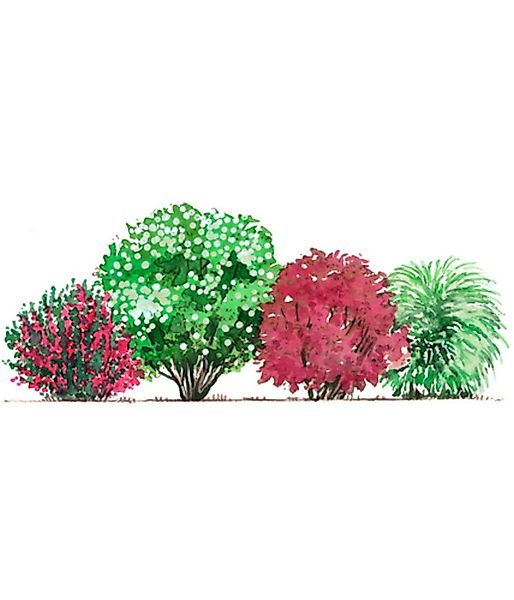 Dehner Hecken Blütenhecke Romance, 4 Sträucher, ca. 3 - 4 m, 40 - 60 cm, we günstig online kaufen
