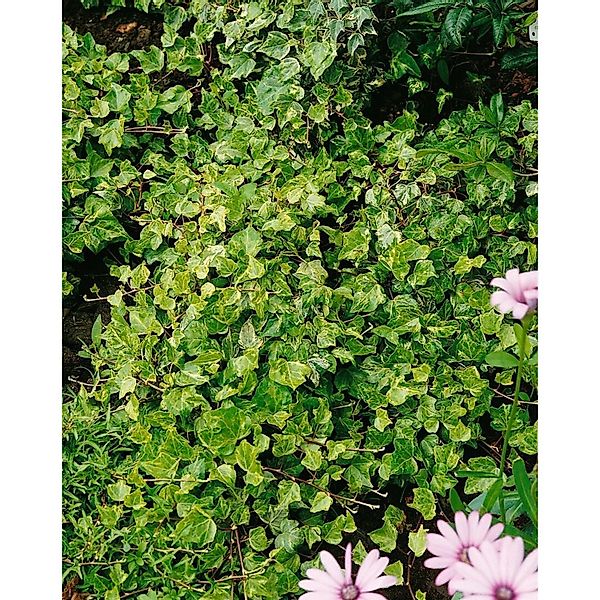 Hedera Helix Kolibri Efeu Grün-Weiß 60–100 cm günstig online kaufen