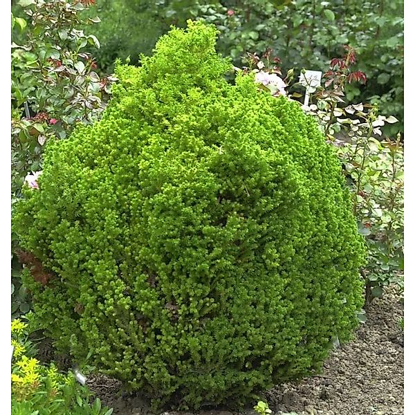 Zwerg Kugelsicheltanne 15-20cm - Cryptomeria japonica günstig online kaufen